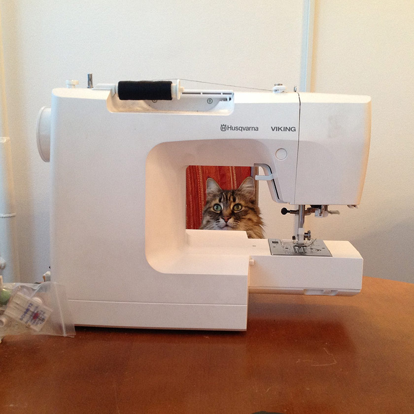 sewing cat